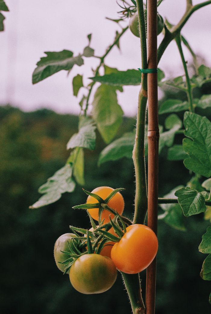 Vibrant tomatoes growing organically on a vine in a lush summer garden.