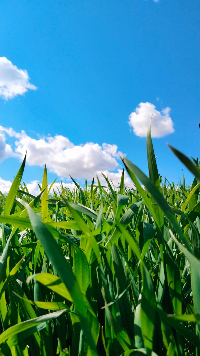 Lush wheat field with vivid green leaves under a bright blue sky with fluffy clouds.