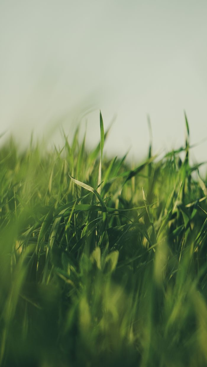 my-expertise Close-up shot of vibrant green grass blades, perfect for nature-themed projects.