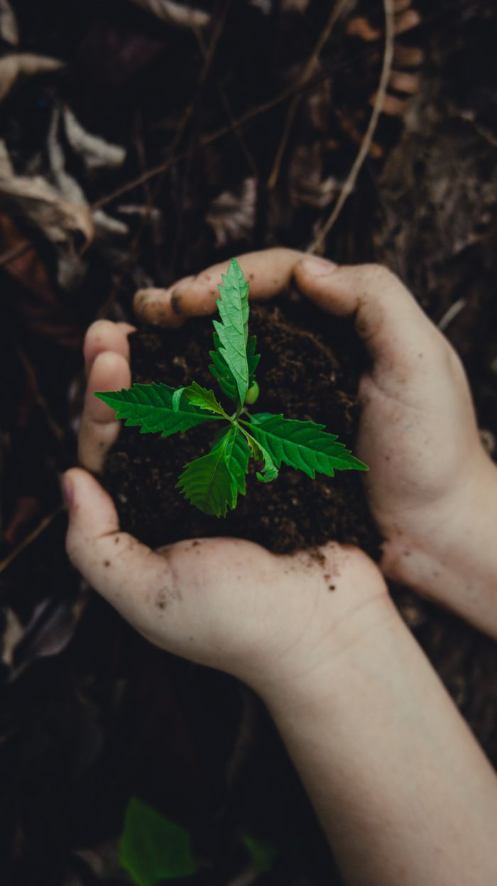 why-choose-me-02 Close-up of hands holding a small green plant in soil, symbolizing growth and nature.