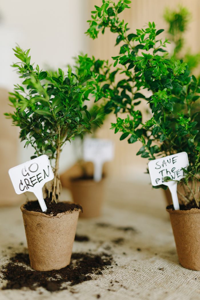 Potted plants in biodegradable pots with eco-friendly tags promoting green initiatives.